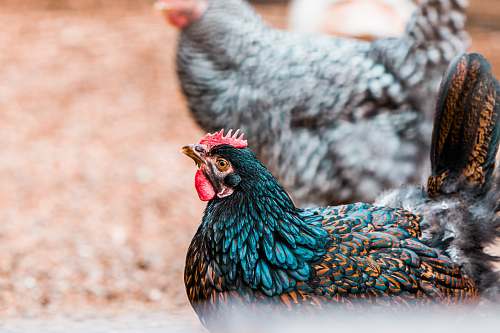 tilden little farm selective focus photo of a hen berkeley